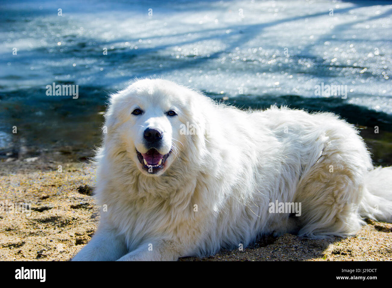 Italiano il cane pastore si appoggia sulla riva del lago Foto Stock