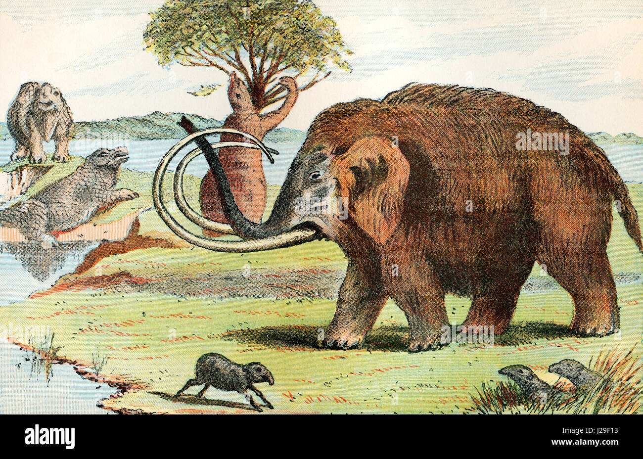 I mammut lanosi (Mammuthus primigenius). Una specie di mammoth che visse durante il Pleistocene epoch. Dal mondo delle fondazioni o la Geologia per principianti, pubblicato 1883. Foto Stock