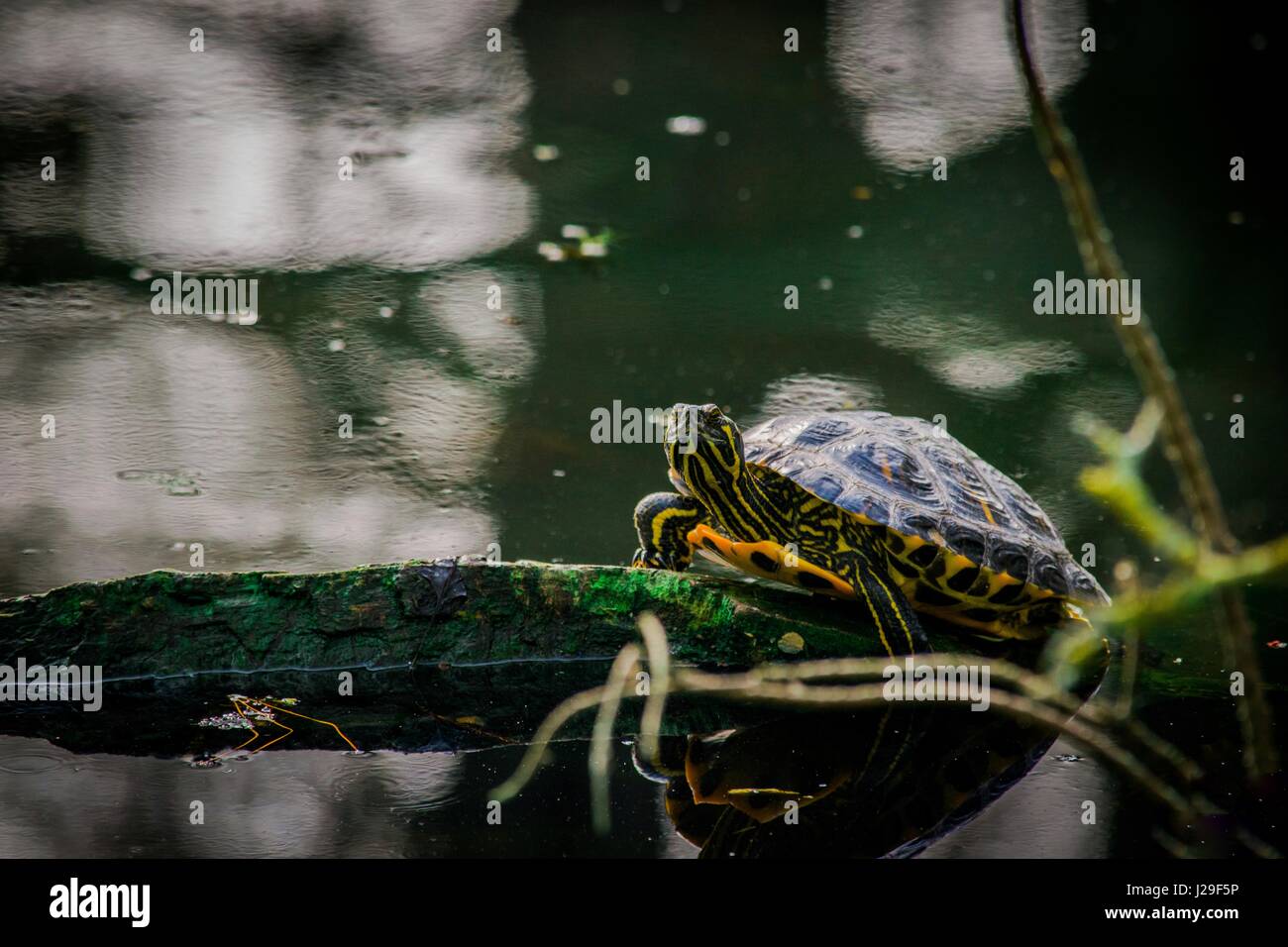 Tortue natura lac eau lisse rocher tartaruga branche su un ramo del lago natura selvaggia skildkröte Skölpadda tartaruga kame zeeschilpad cherepakha Foto Stock
