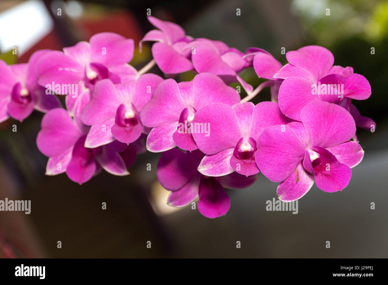 Fiori di orchidea colore violetto sullo sfondo sfocato in giardino. Foto Stock