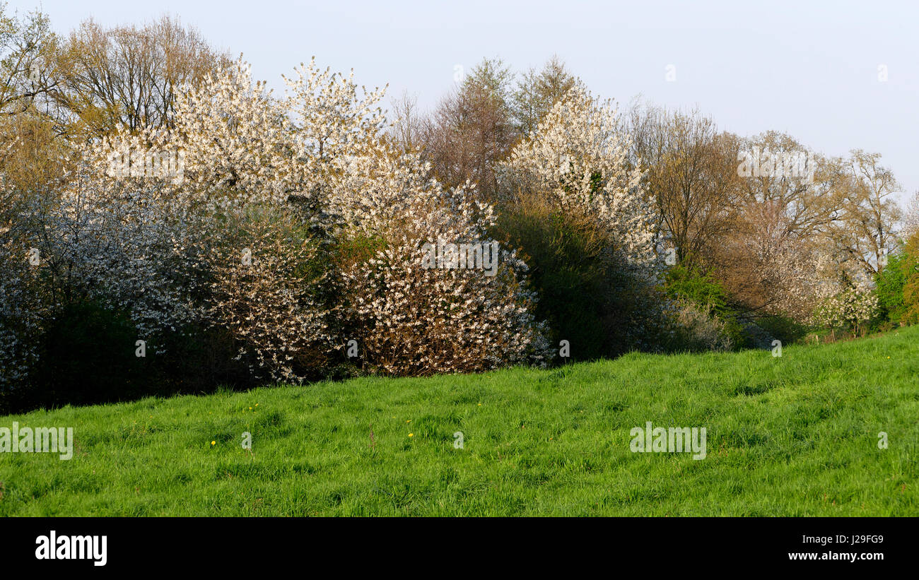 Hedge con wild Cherry Blossoms (Nord Mayenne, Paese della Loira, Francia). Foto Stock