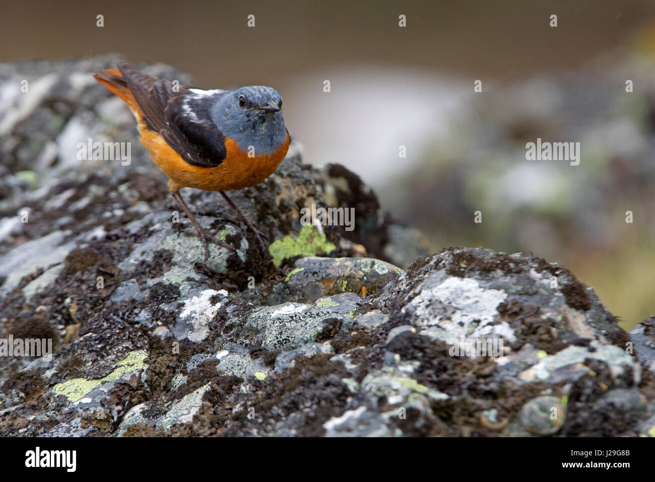 Monticola saxatilis Foto Stock