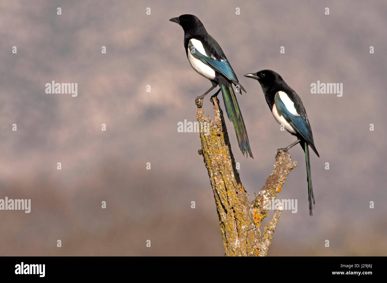 Pica pica Foto Stock