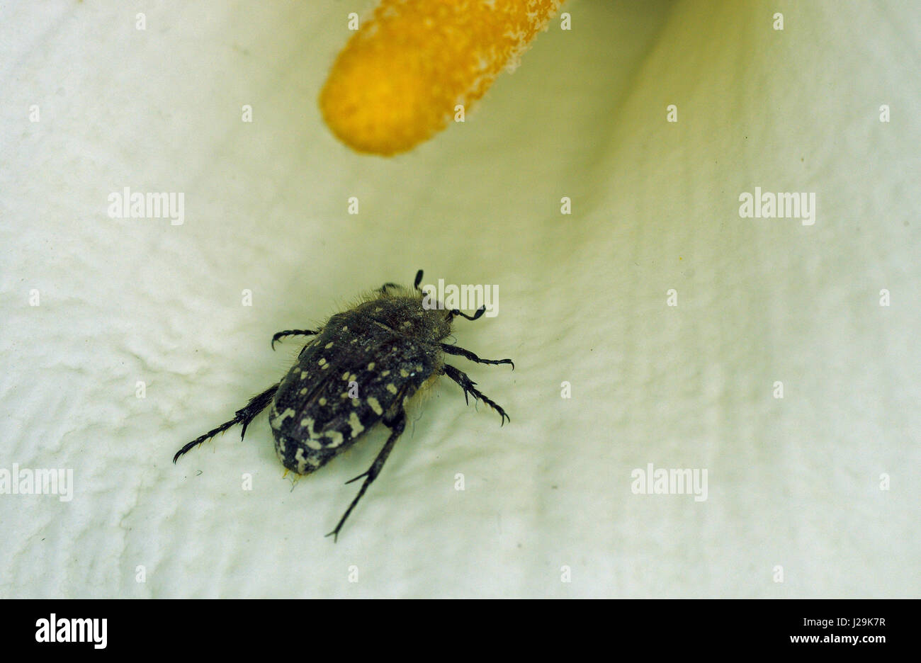 Vivere la natura: un po' di beetle (netocia morio) oltre la calla Foto Stock