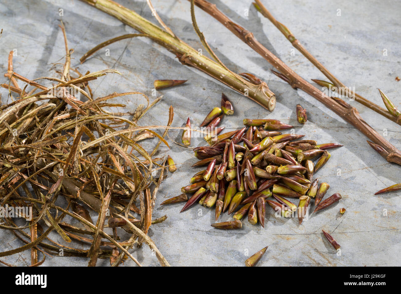 Balsampappel, Balsam-Pappel, Knospen, Knospe, Rinde, Borke, Populus balsamifera, Populus tacamahaca, balsamo del pioppo, bam, bamtree, balsamo orientale-popla Foto Stock