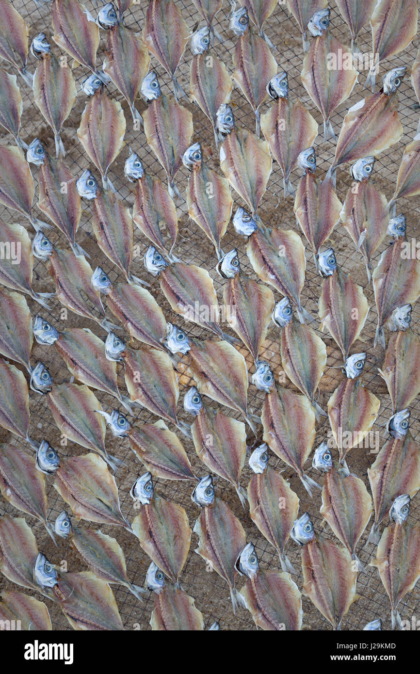 Pesce di essiccazione al sole sulla spiaggia di Nazare, Oeste, Distrikt Leiria, Portogallo, Europa Foto Stock