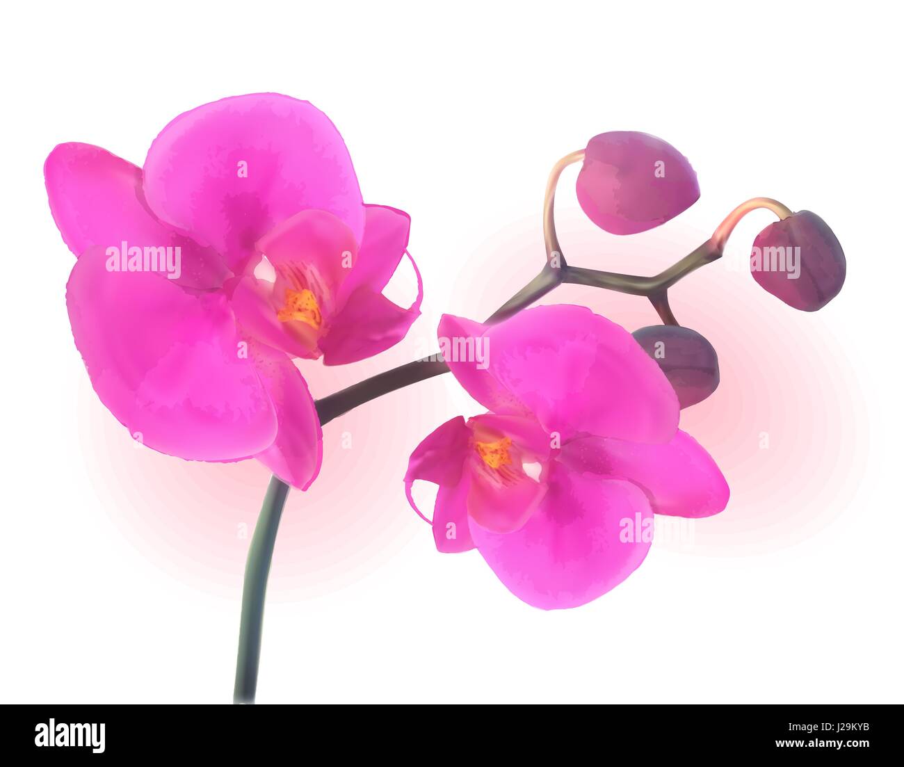 Bella naturalistico colorato di rosa Orchid.illustrazione vettoriale. Illustrazione Vettoriale