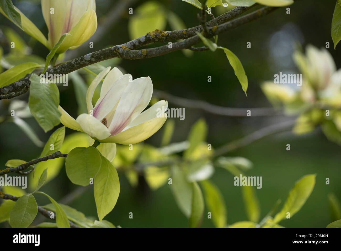 Magnolia 'Banana Split' Fiore in aprile. Fioritura giallo Magnolie Foto Stock