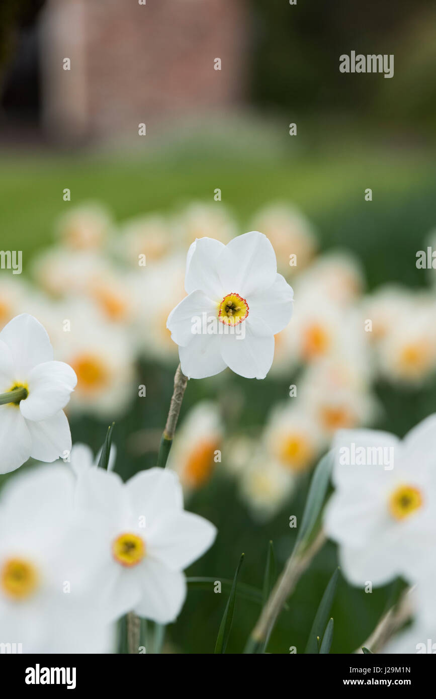 "Narciso Actaea'. Daffodil " Actaea'. Fagiano occhio narcisi Foto Stock