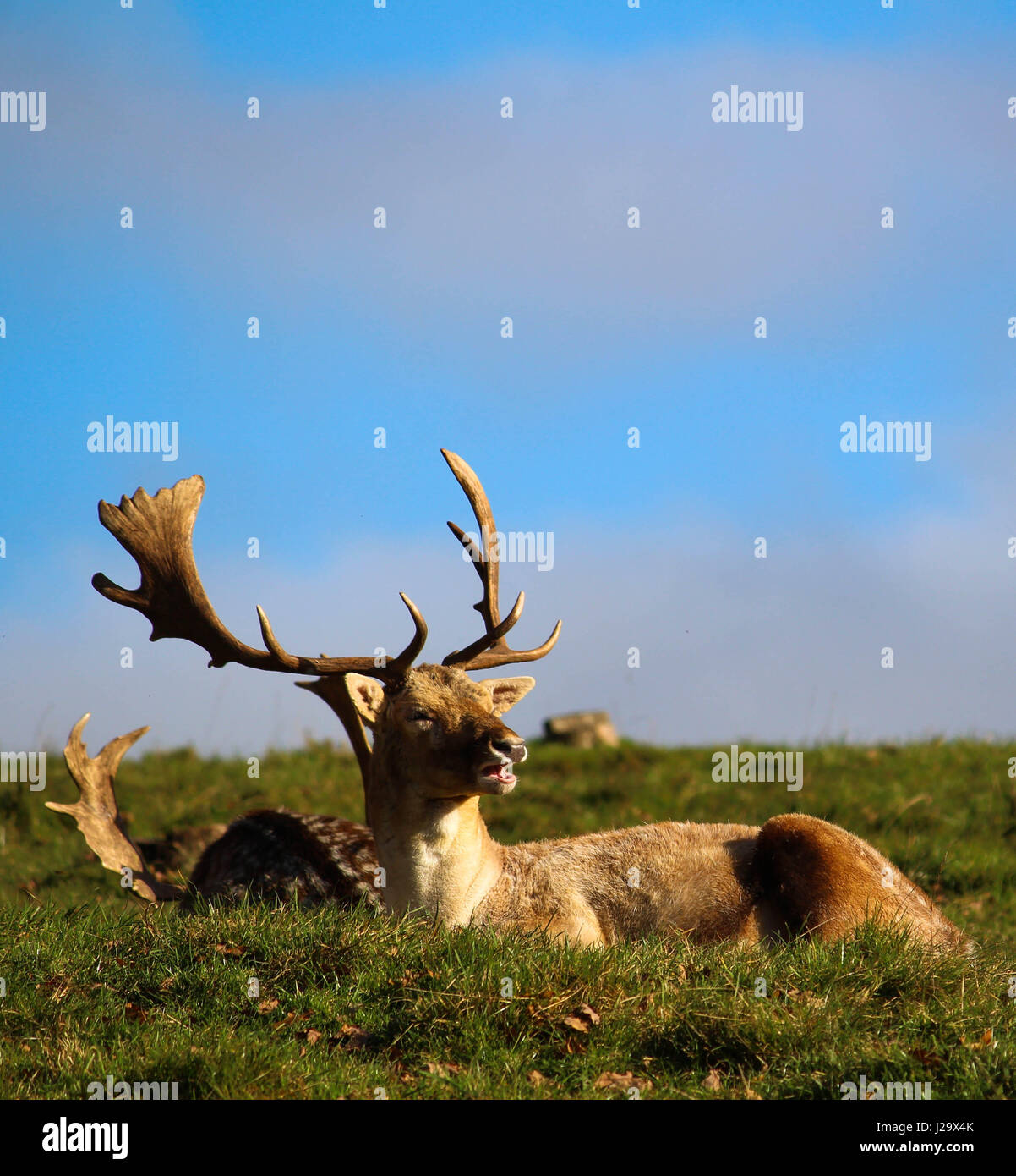 Grandi feste di addio al celibato sat nel grazioso prato Foto Stock