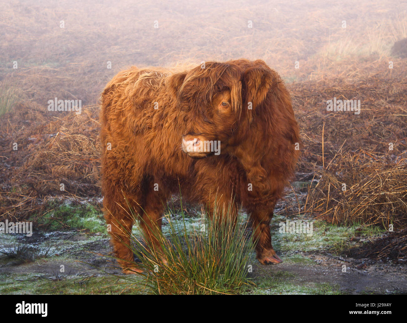 Highland mucca nel Peak District, REGNO UNITO Foto Stock