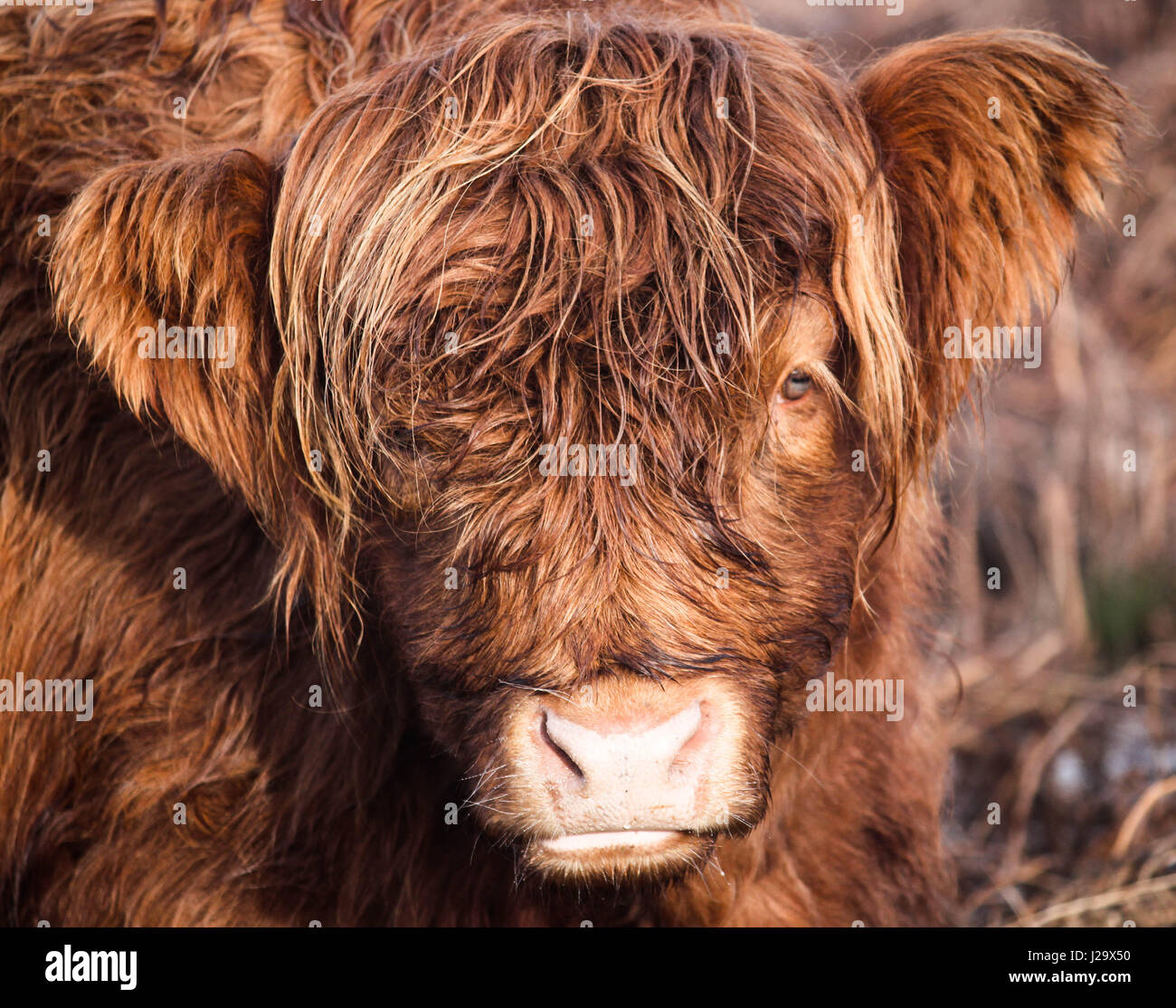 Highland mucca nel Peak District, REGNO UNITO Foto Stock
