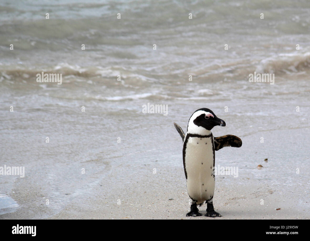 Penguin a massi ponendo in faggio Foto Stock