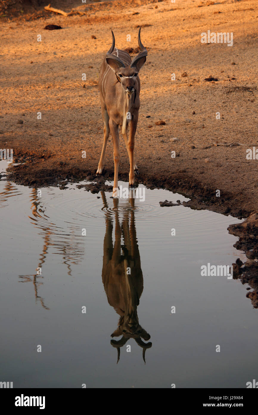 Nyala riflessione di acqua Foto Stock