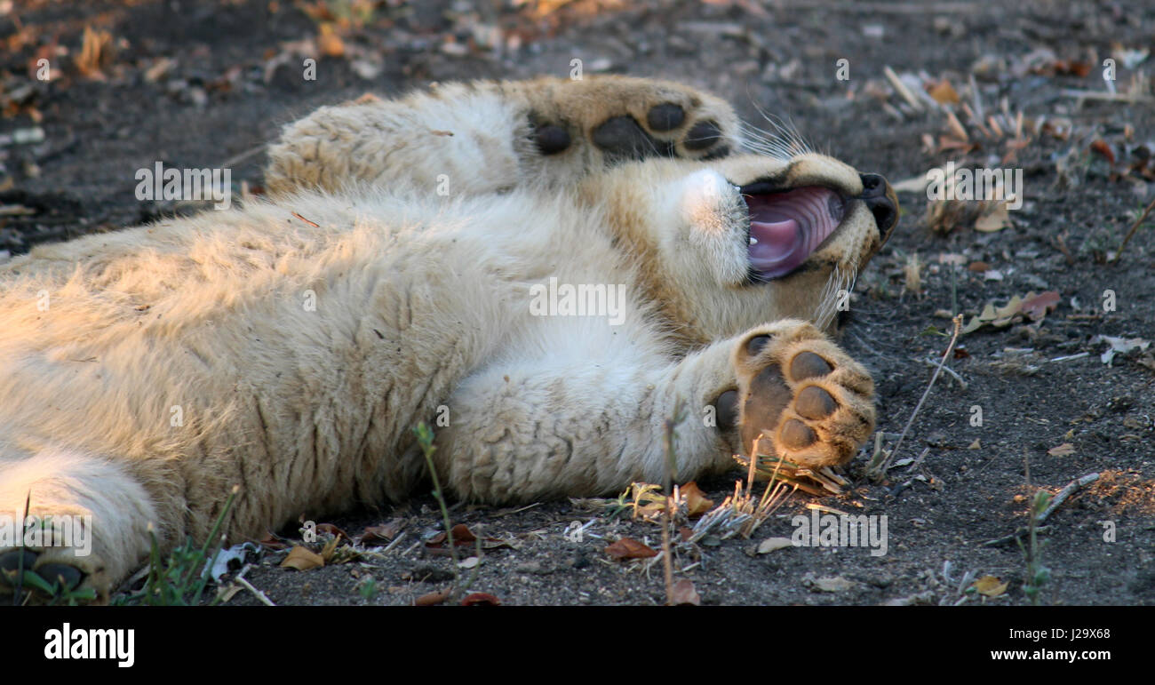 Incredibile wild LION CUB appoggiata nella boccola Foto Stock