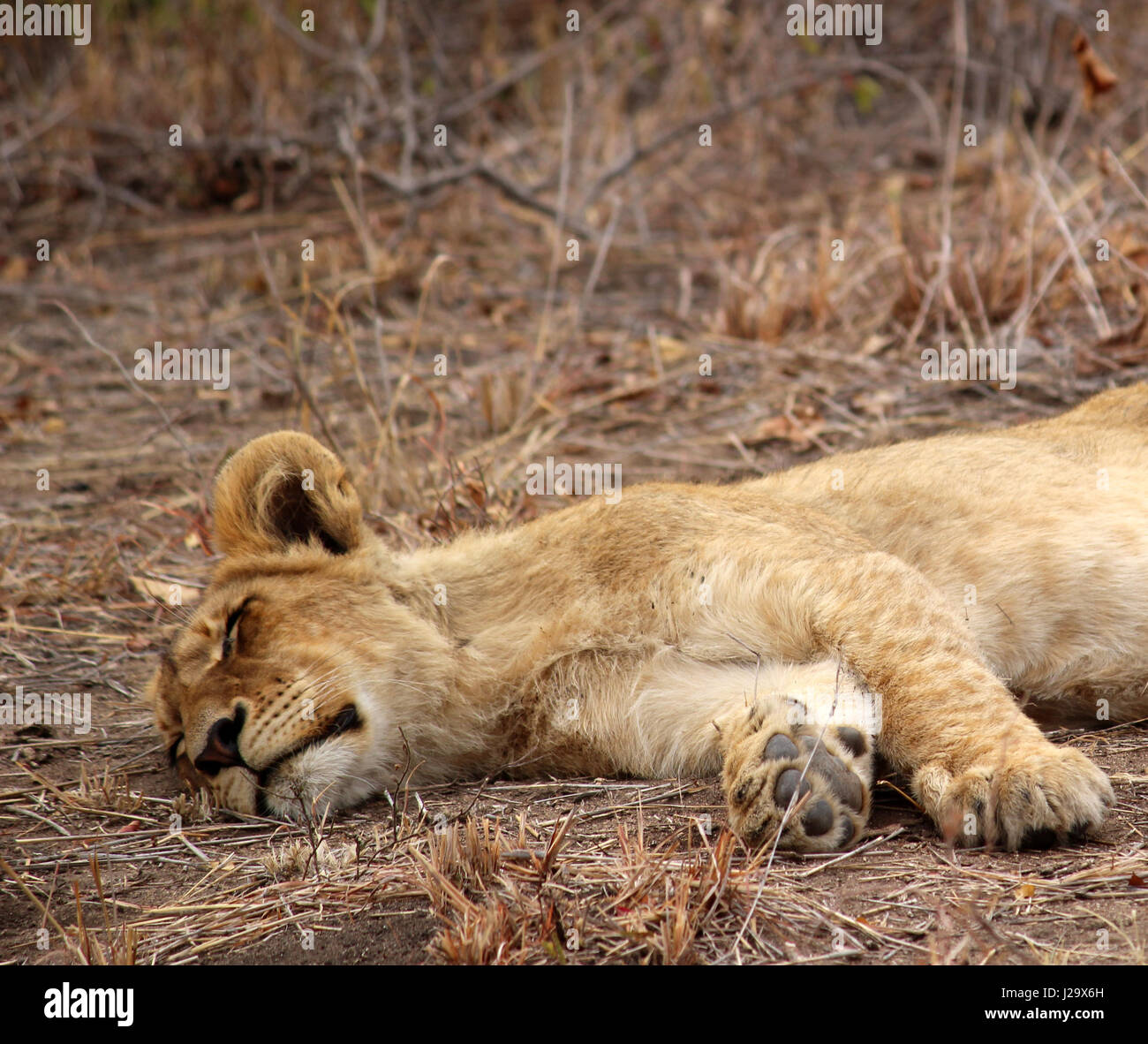 Incredibile wild LION CUB appoggiata nella boccola Foto Stock