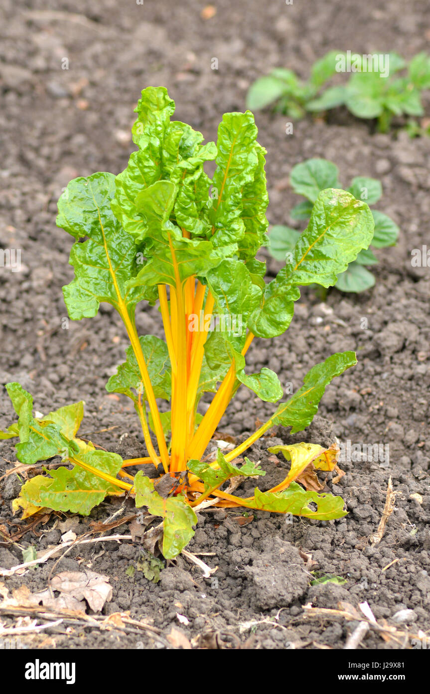 Bietola da coste Svizzera Foto Stock