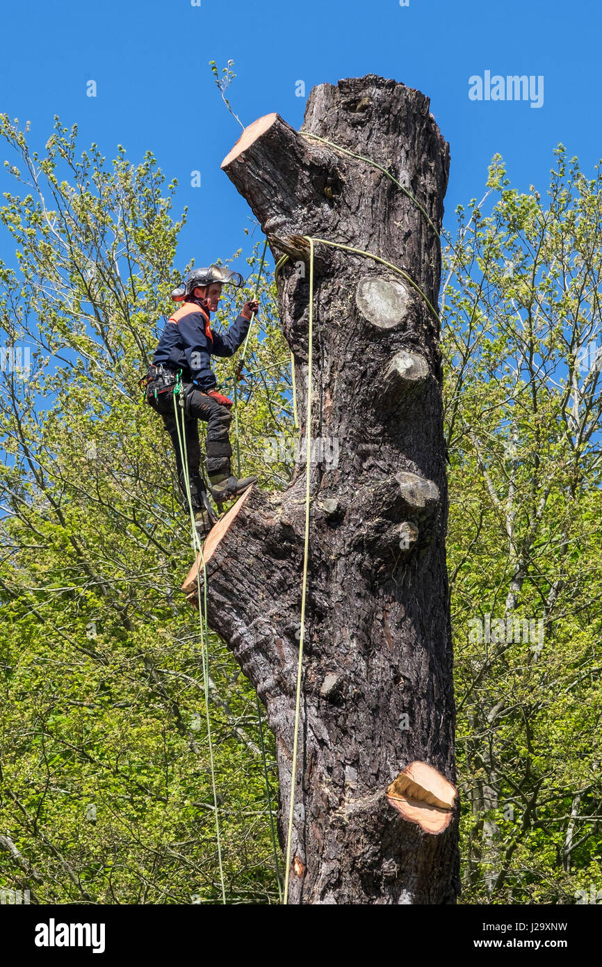 Tree chirurgo Arborist Arboricoltura esperto occupazione pericolose taglio basso struttura con sega a catena lavora in altezza albero imbrigliato di gestione Foto Stock