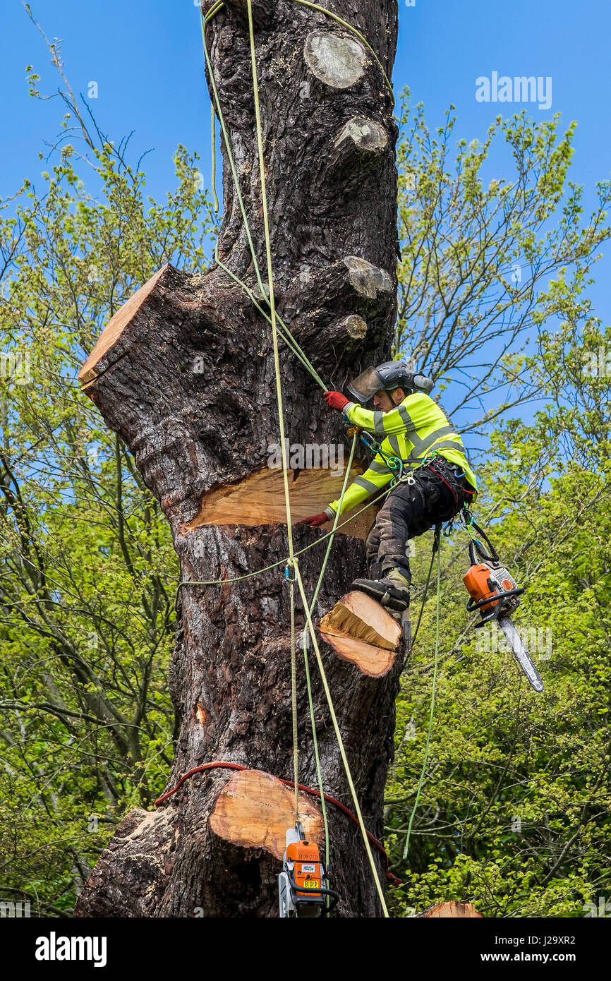Tree chirurgo Arborist Arboricoltura esperto occupazione pericolose taglio basso struttura con sega a catena lavora in altezza albero imbrigliato di gestione Foto Stock