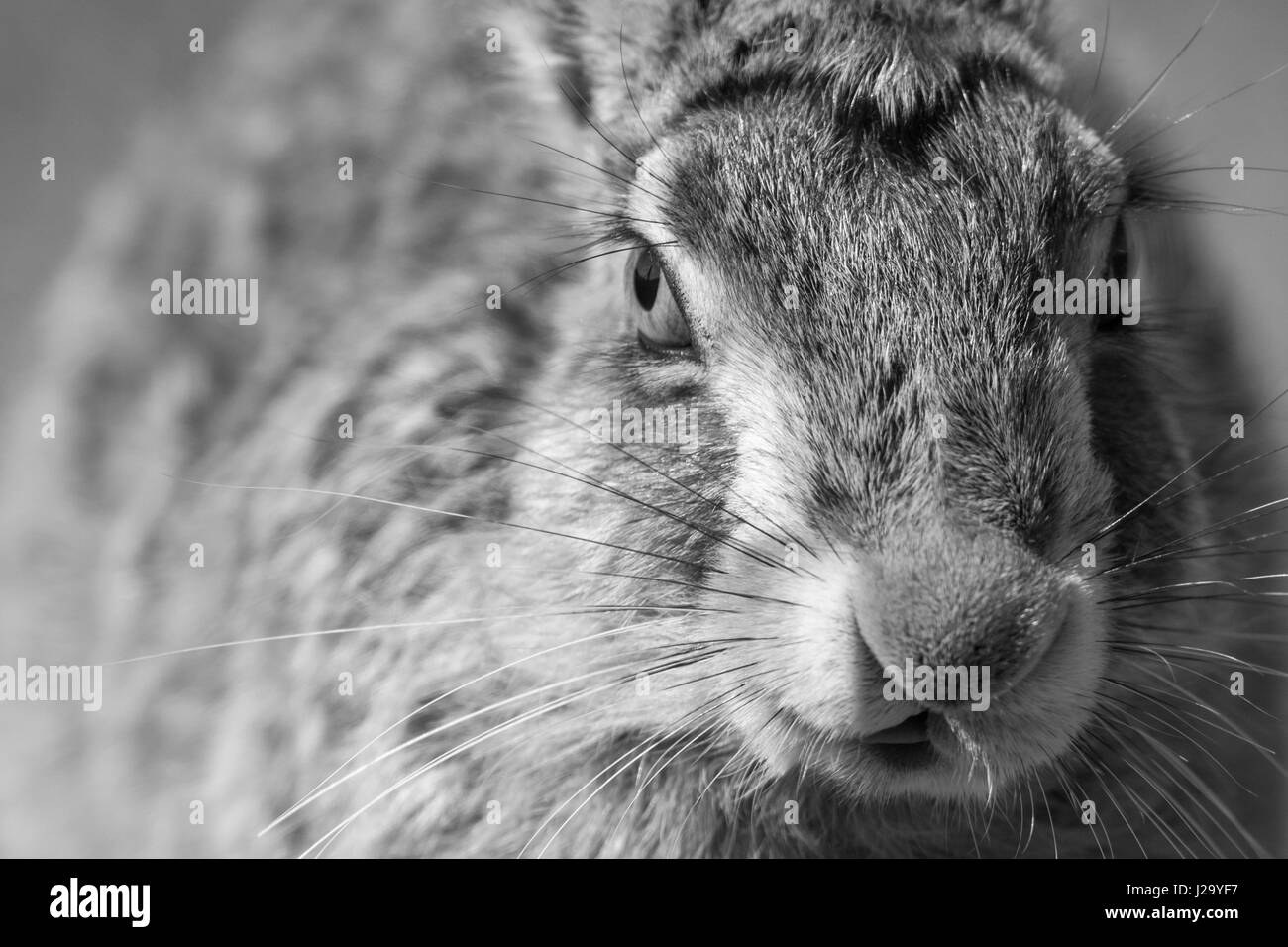 Brown Lepre  adulto vicino fino in bianco e nero  Powys, Wales, Regno Unito Foto Stock