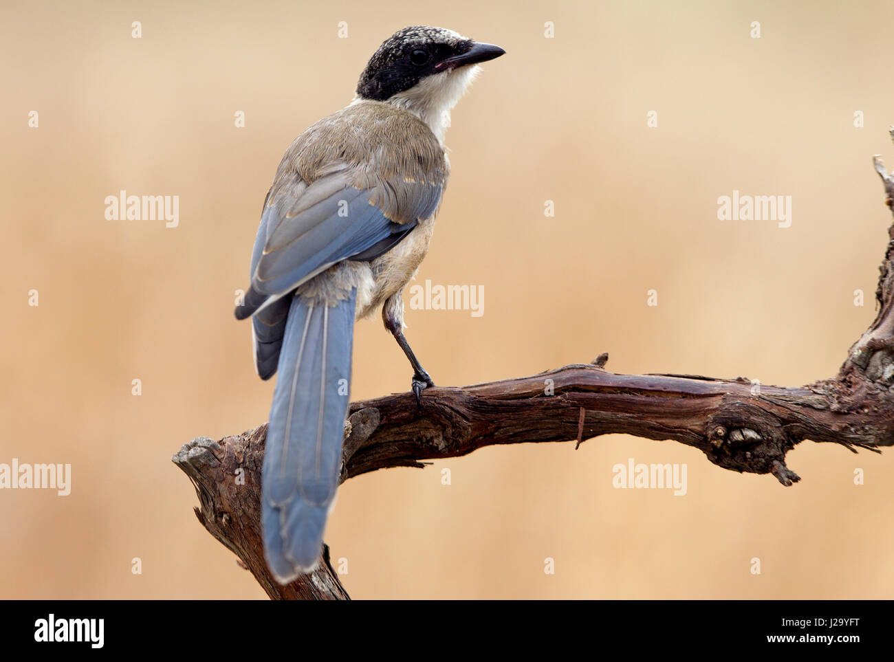 Cyanopica cyanus Foto Stock