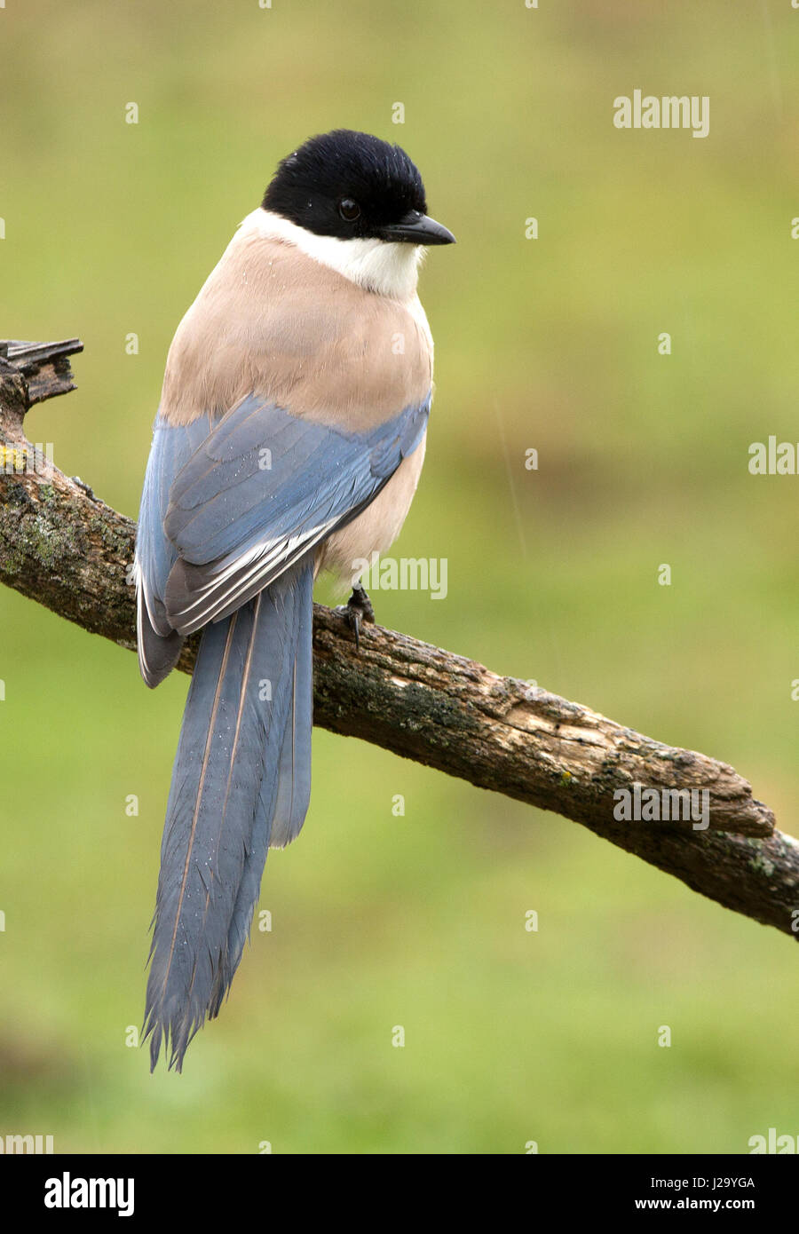 Cyanopica cyanus Foto Stock