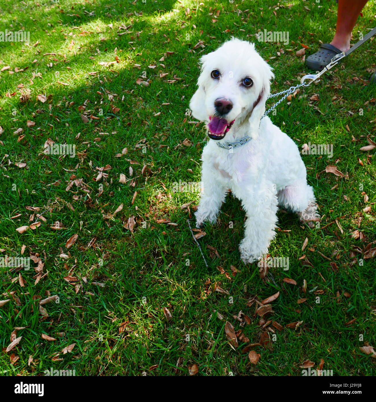 Cockapoo sorrisi Foto Stock