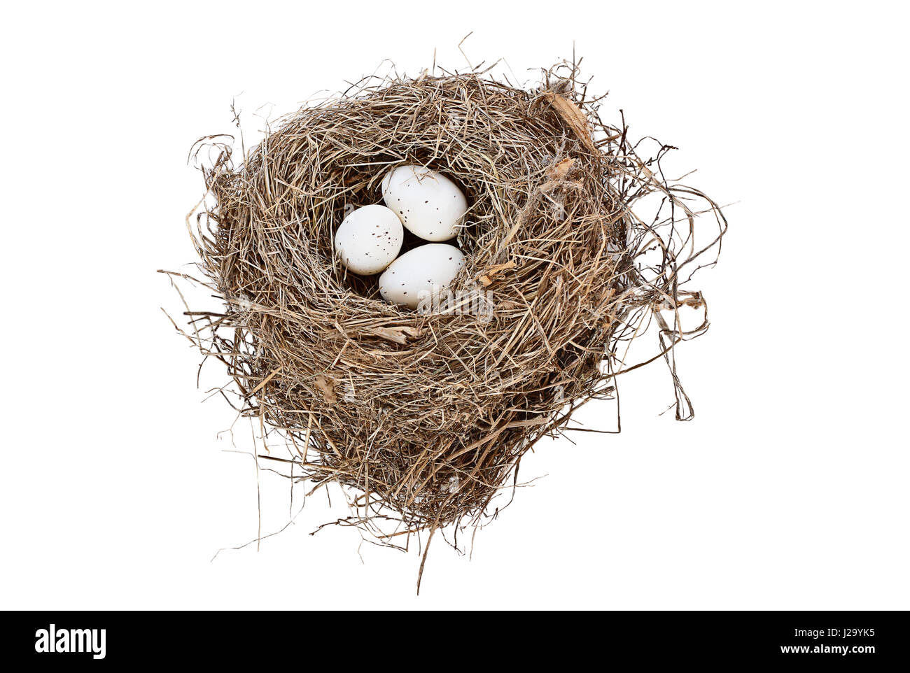 Isolate il nido di uccello con uova maculate su sfondo bianco. Immagine ripresa dal di sopra con una copia dello spazio. Foto Stock