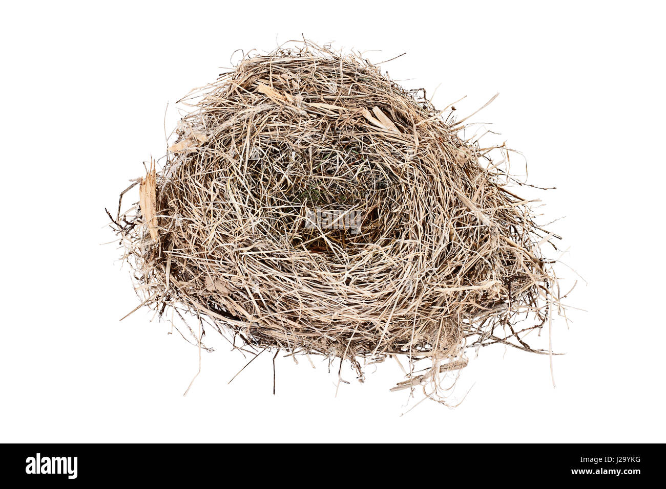 Vuoto Carolina Wren bird nest isolate su uno sfondo bianco. Copia dello spazio disponibile. Foto Stock