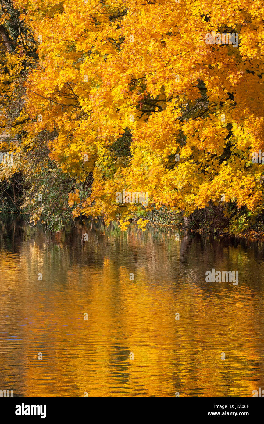 Di colore giallo brillante della Norvegia acero in autunno colori lungo il canale della città di Deventer. Foto Stock