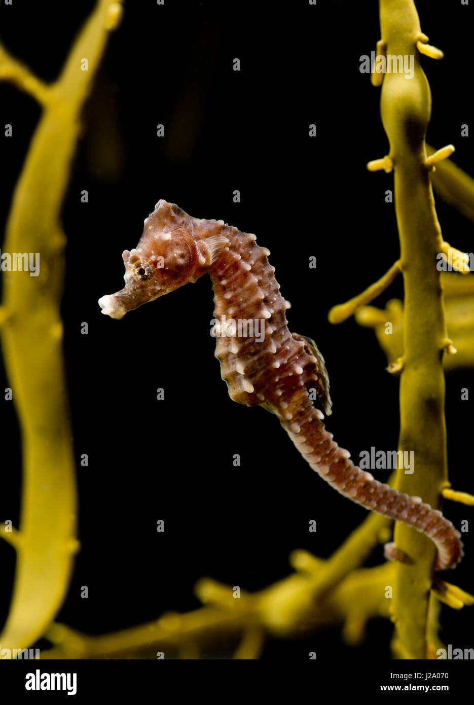 Il corto-snouted seahorse, Hippocampus hippocampus, è una specie di cavalluccio marino nella famiglia Syngnathidae. È endemica del Mar Mediterraneo e in alcune parti del Nord Atlantico, in particolare in Italia e nelle Isole Canarie. Colonie di specie sono state recentemente scoperte nel fiume Tamigi intorno a Londra e di Southend-on-Sea. Foto Stock