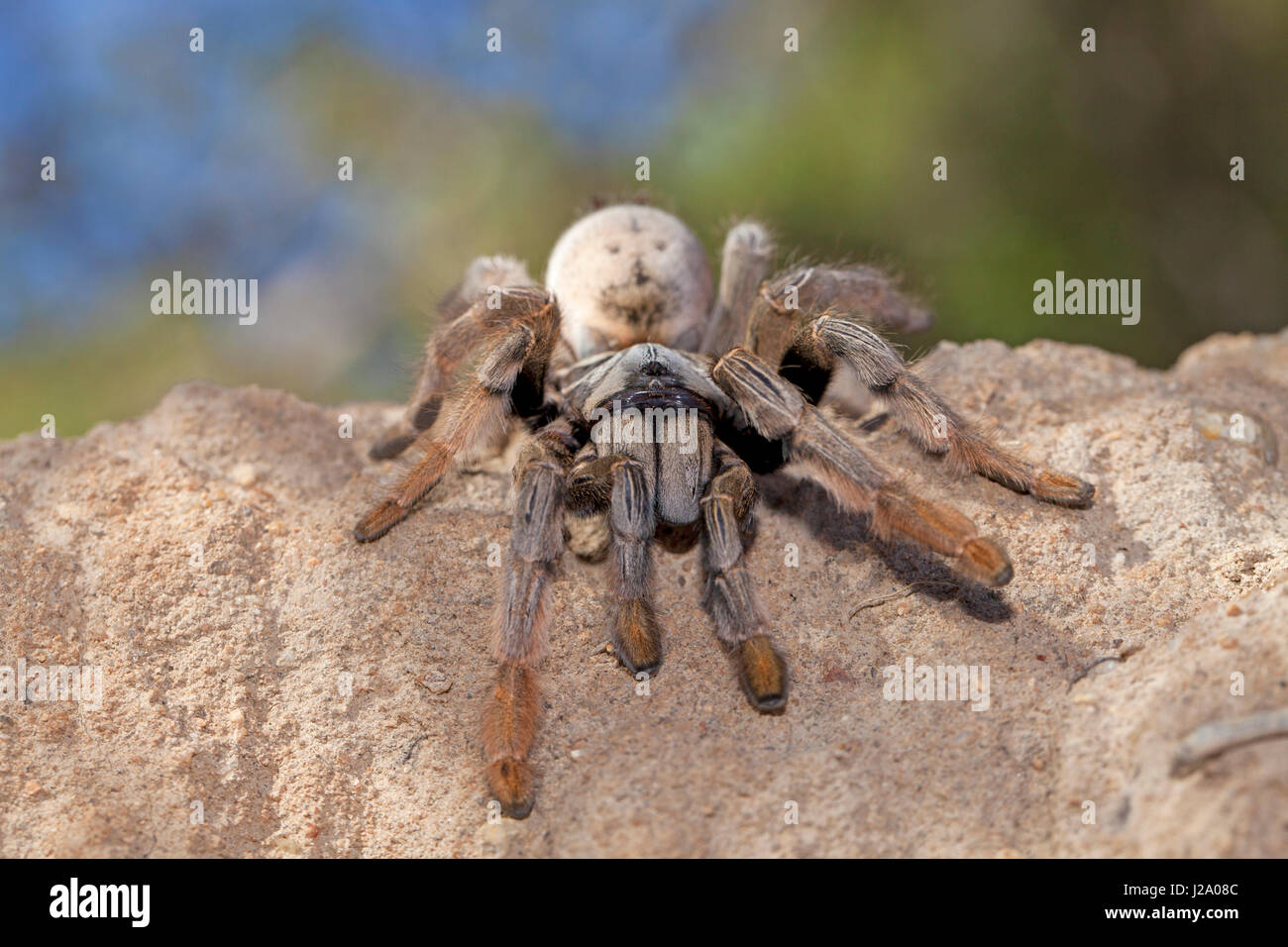 Foto di un ragno di babbuino Foto Stock