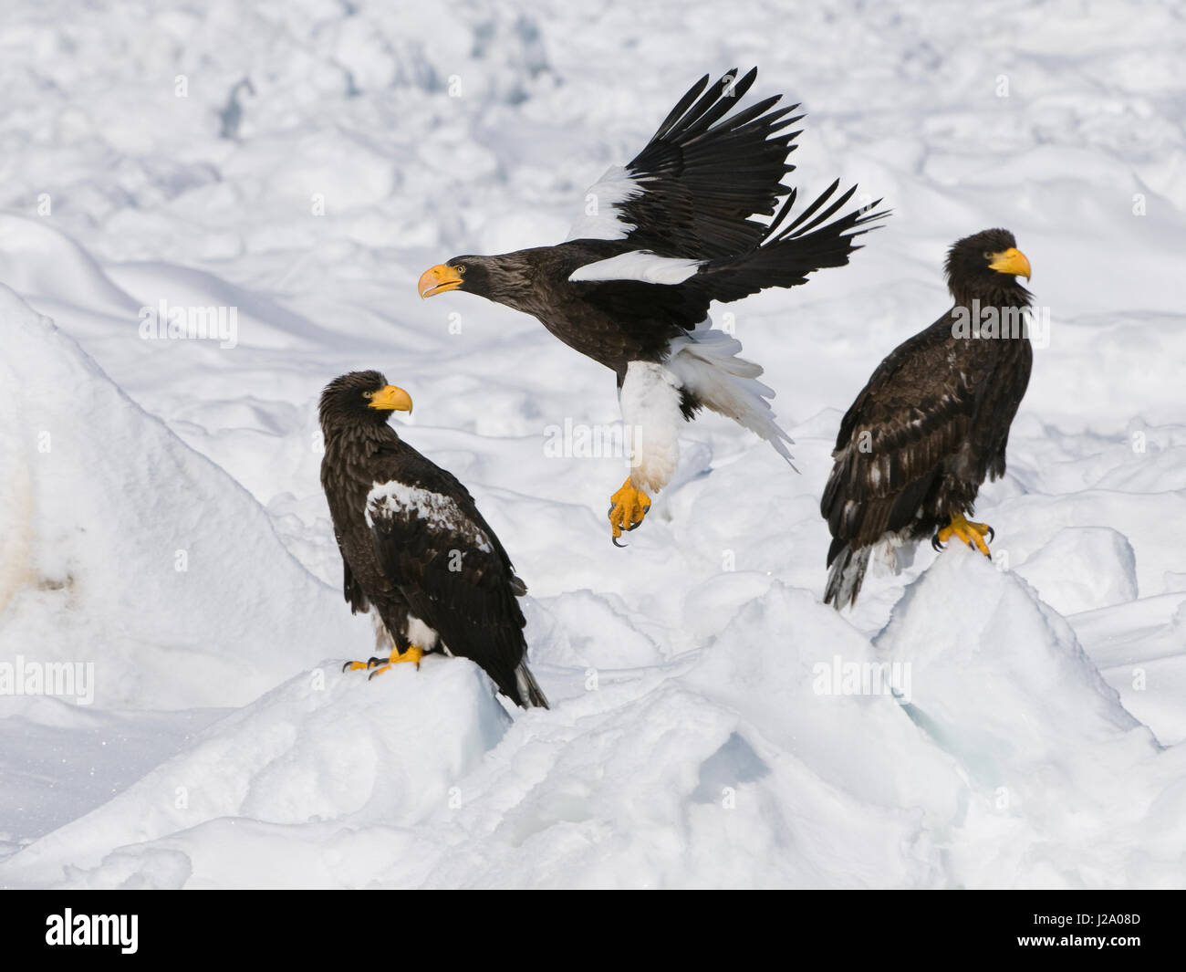 Steller's Sea-Eagles sul mare di ghiaccio vicino l'isola giapponese di Hokkaido. Foto Stock