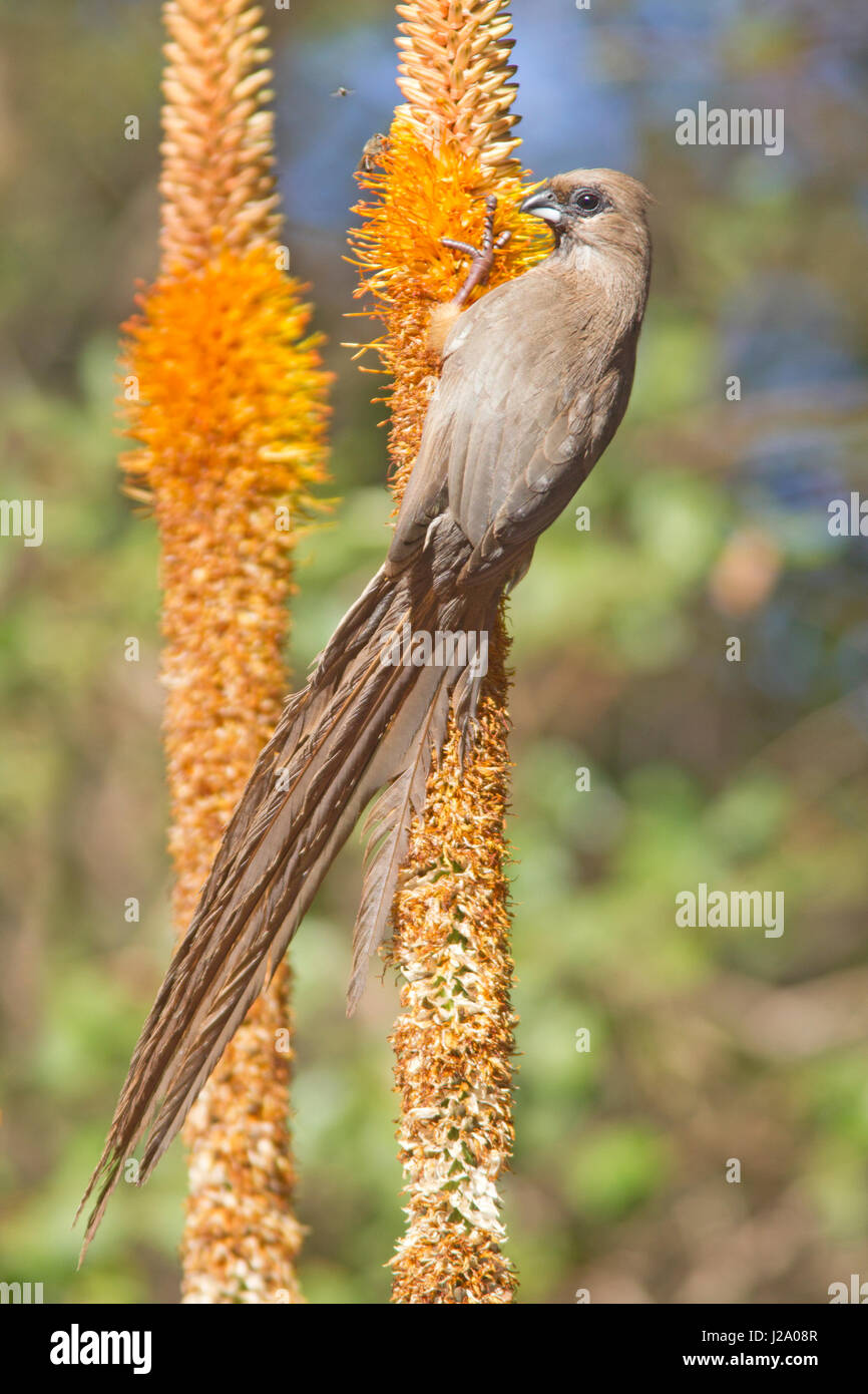 Foto di un screziato mousebird su un fiore Foto Stock