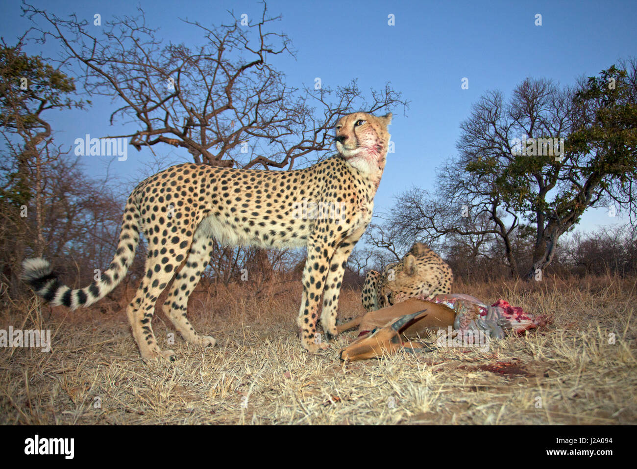 Foto di due ghepardi su un impala kill Foto Stock