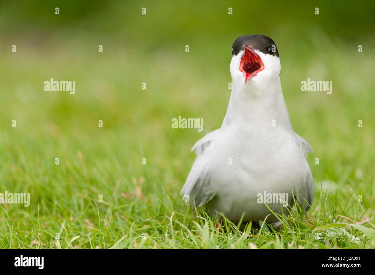 Arctic tern chiamando dall'erba Foto Stock