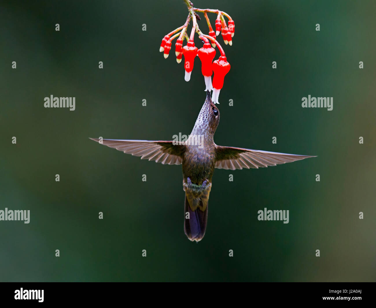 Brown Inca Hummingbird alimentando ad un fiore in Ecuador Foto Stock