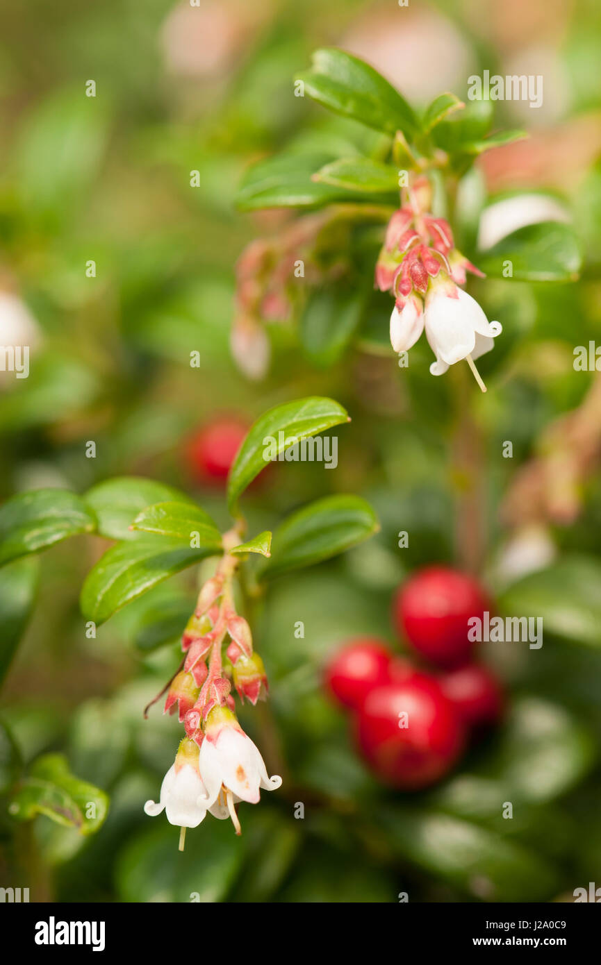 Fioritura lingonberry con frutti di bosco Foto Stock