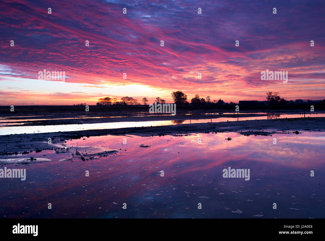 Sunrise con un cielo viola a polder Dudzeelse vicino a Zeebrugge, Belgio Foto Stock