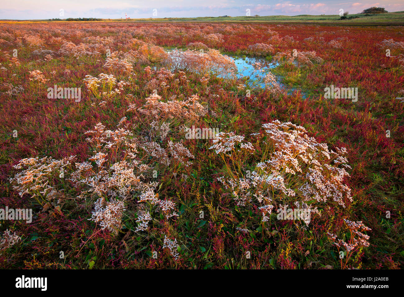 Mare comune-lavanda in riserva IJzermonding vicino Nieuwpoort, Belgio Foto Stock