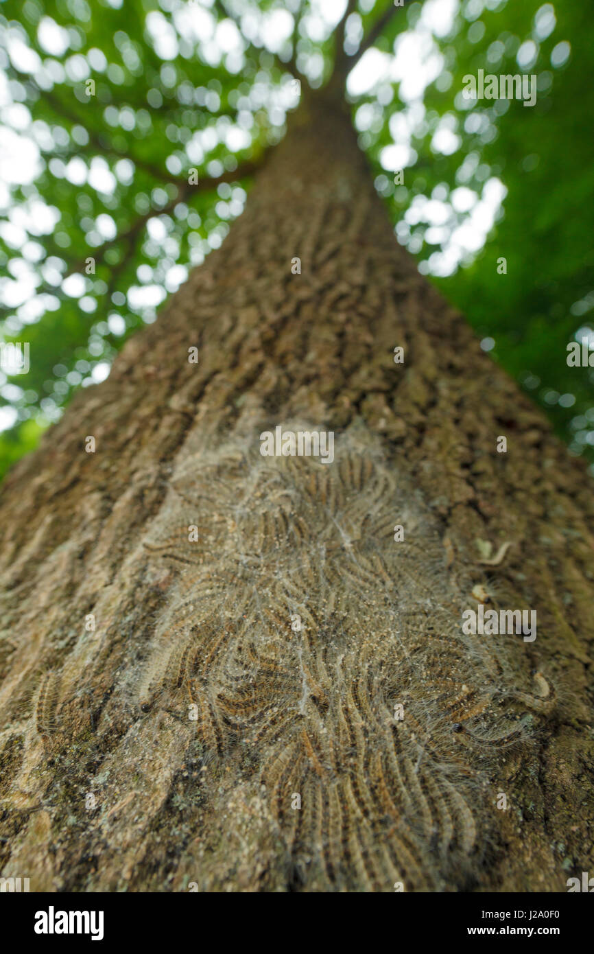 Oak Processionary bruchi su albero di quercia Foto Stock