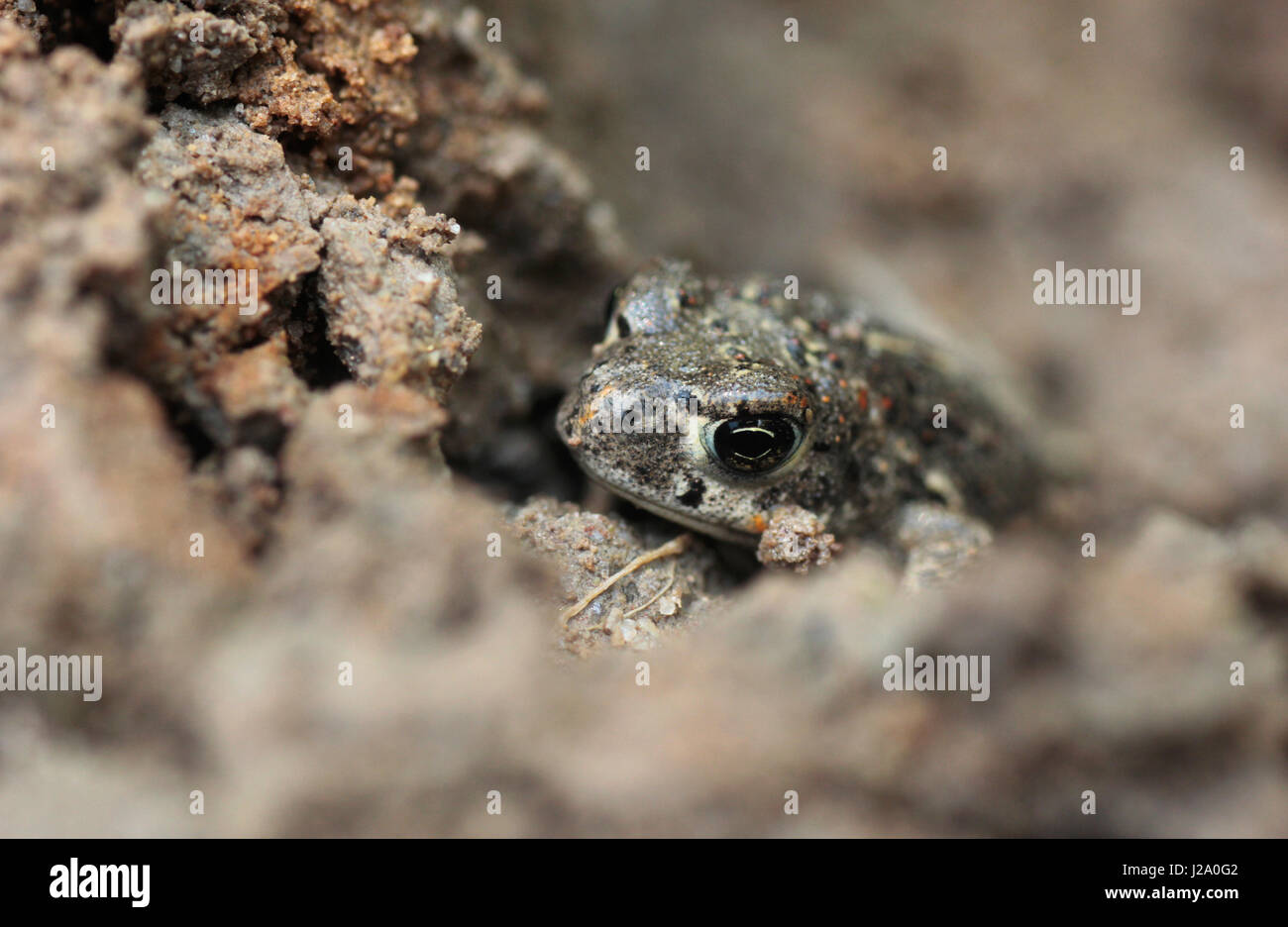Il rospo Natterjack mimetizzata Foto Stock