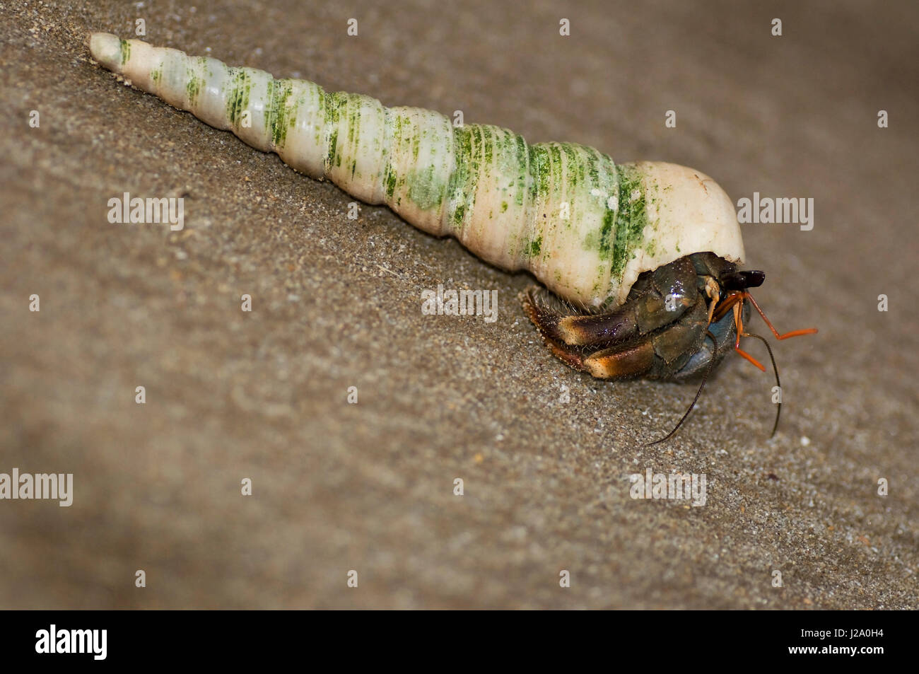 Foto macro di una terra di Eremita granchi sulla spiaggia del Borneo Sarawak Foto Stock