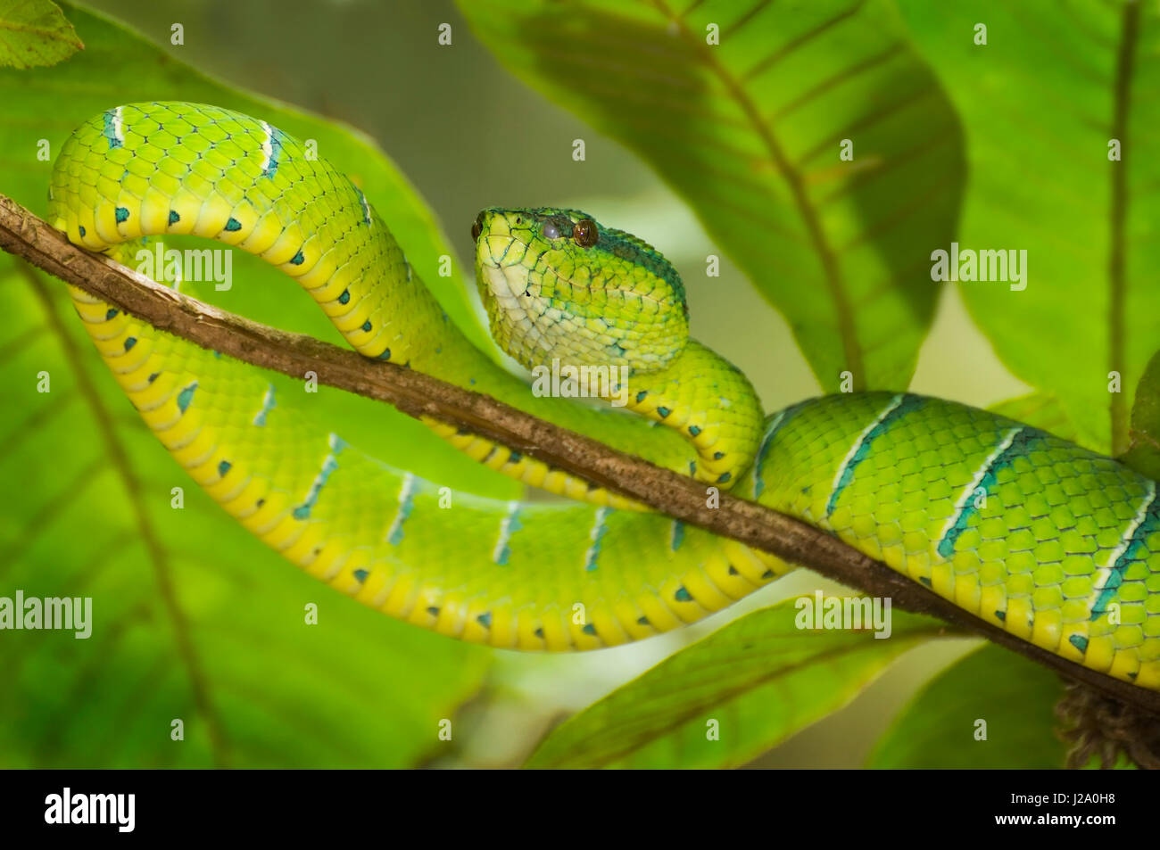 Vipa di Wagler su Borneo, Sarawak Foto Stock