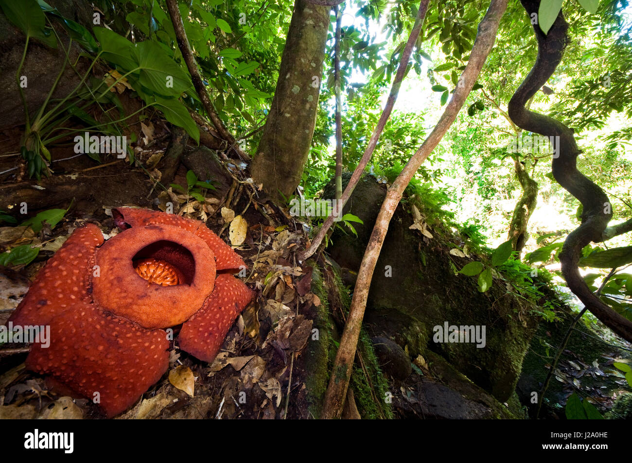 Immagine del paesaggio della Rafflesia, più grande fiore del mondo, a Borneo Sarawak Foto Stock