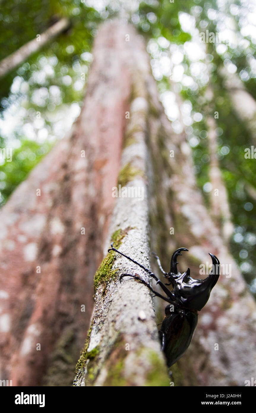 Ampio angolo di immagine di una tre-cornuto scarabeo rinoceronte sul contrafforte radici di un albero della foresta pluviale del Borneo, Sarawak Foto Stock