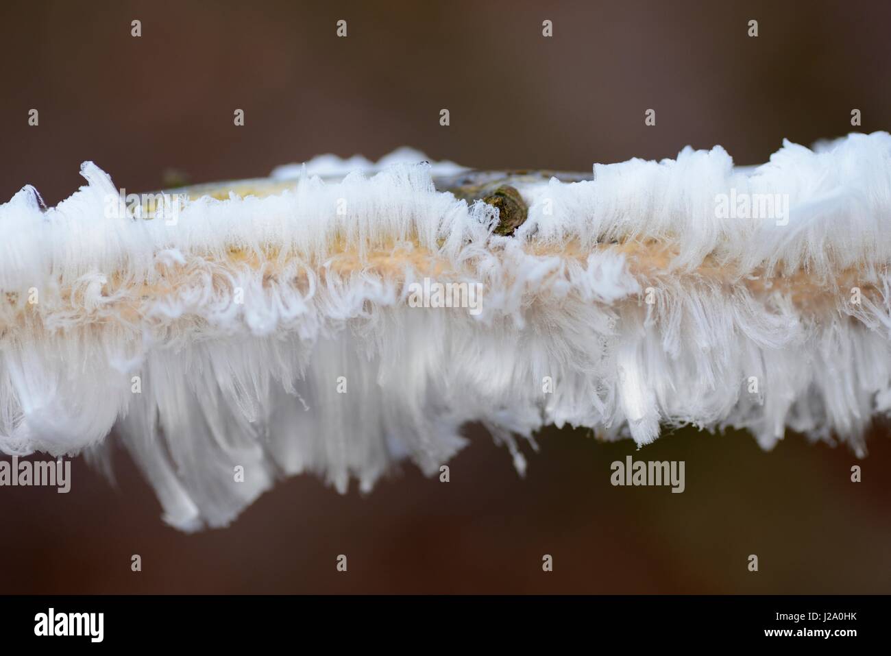 Frost flower è formata nelle mattine fredde quando è quasi zero gradi Celsius e l'umidità dal legno morto viene premuto al di fuori e ottiene congelati Foto Stock