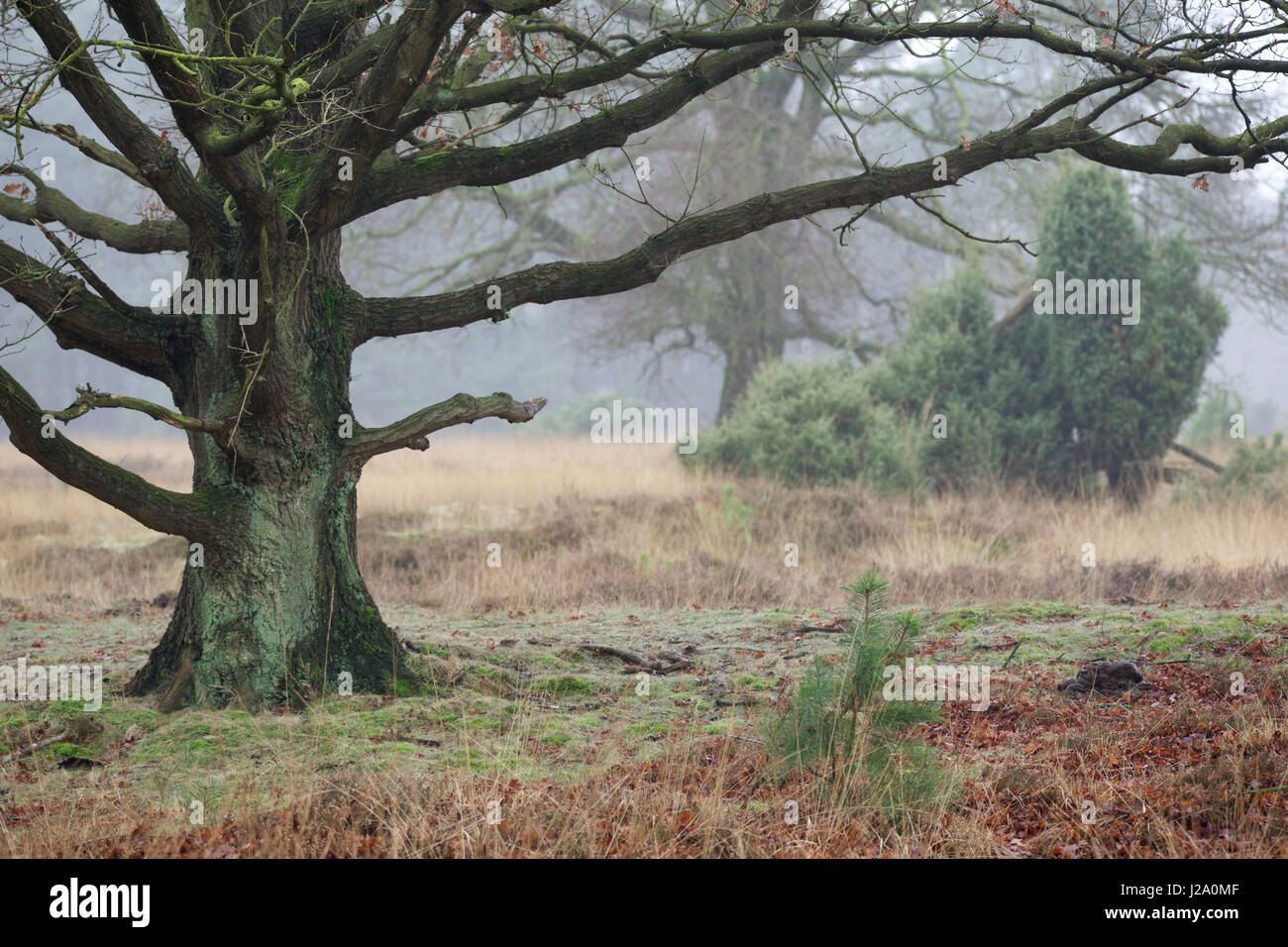 Un solitario albero di quercia in Buurserzand, una Natura 2000 spazio Foto Stock
