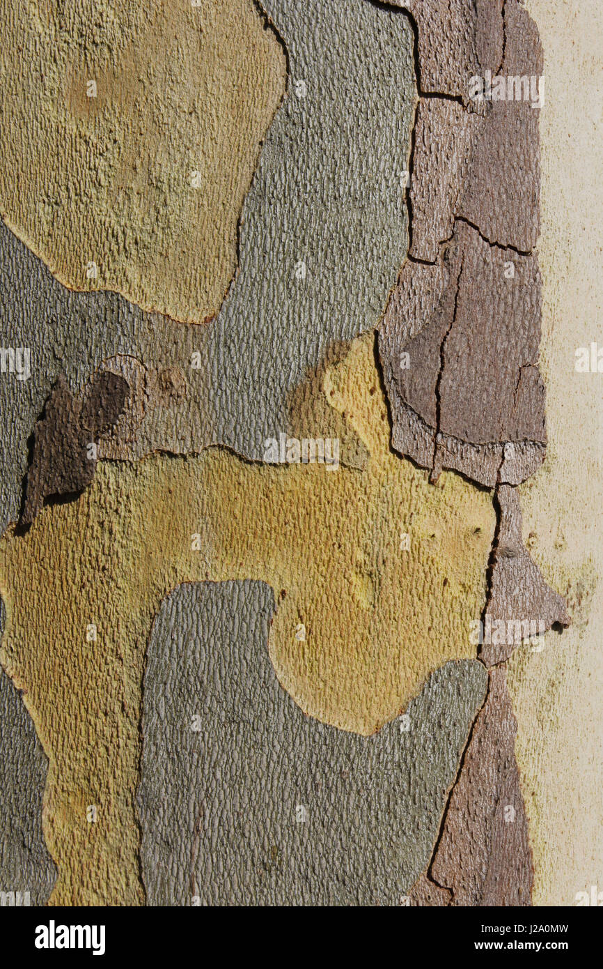 Close-up di corteccia di un piano di Londra. Foto Stock