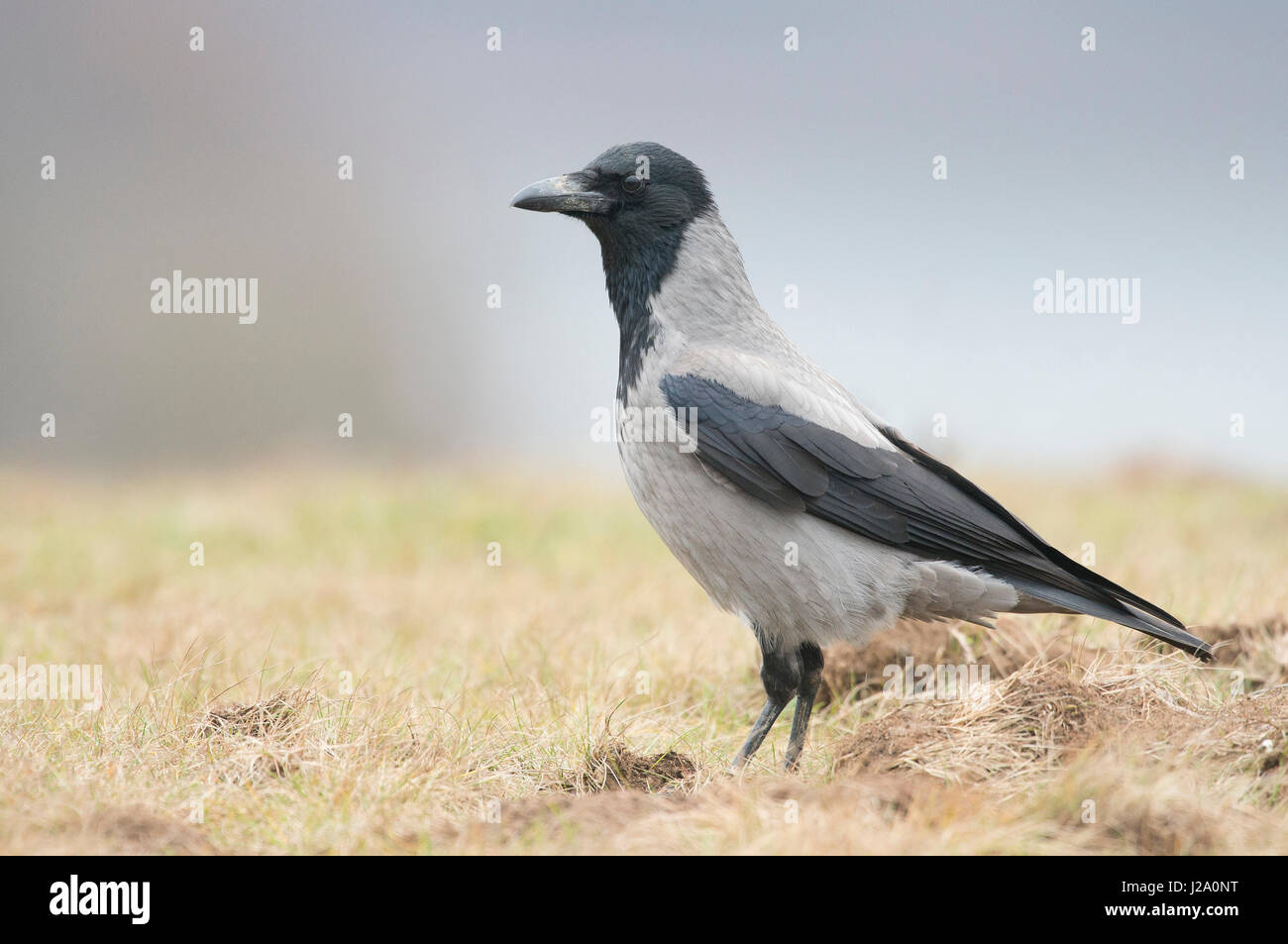 Una cornacchia mantellata sull'erba Foto Stock